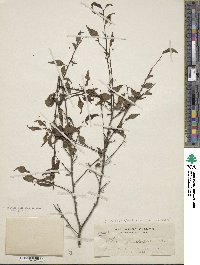 Ilex asprella image