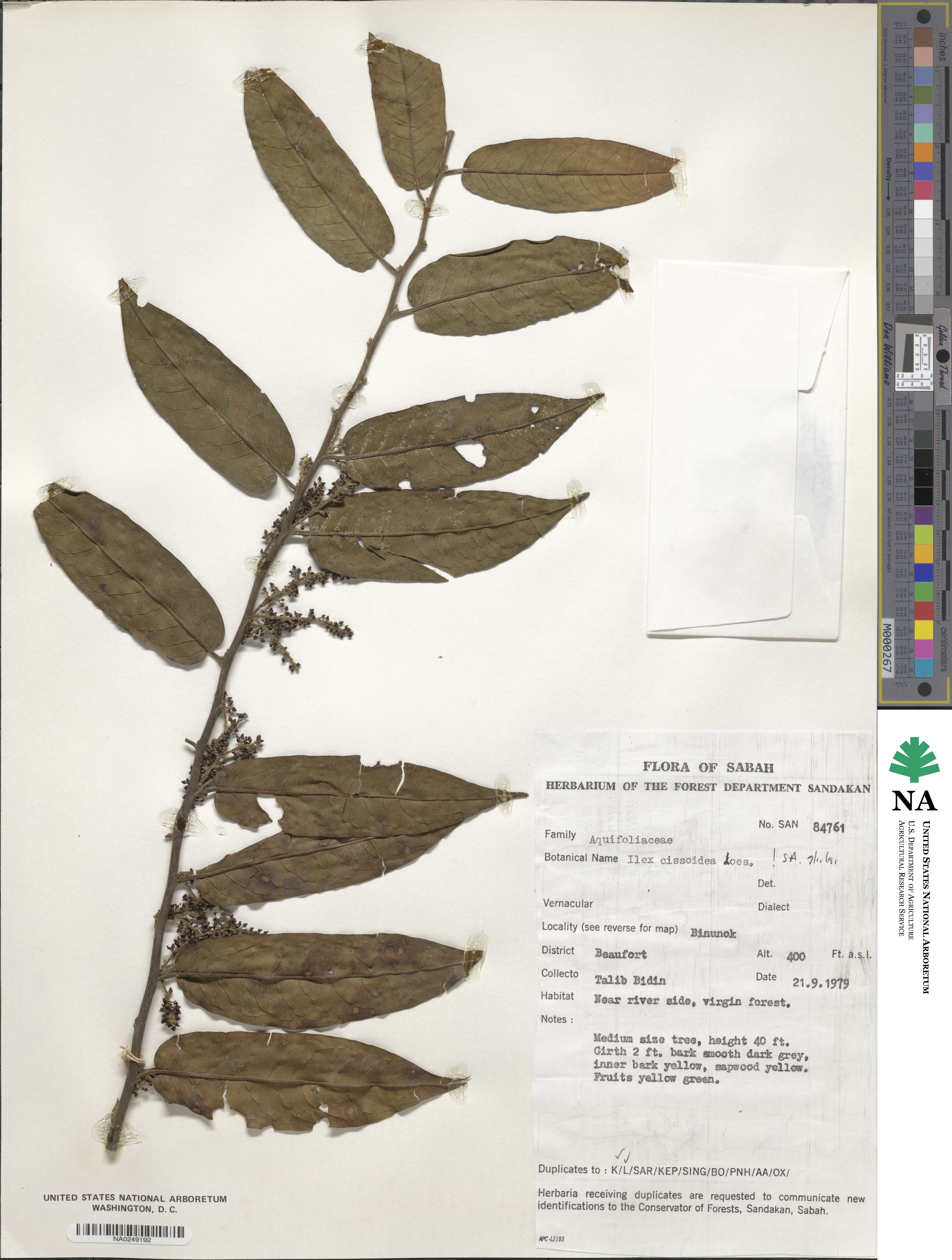 Ilex cissoidea image