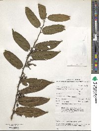 Image of Ilex cissoidea