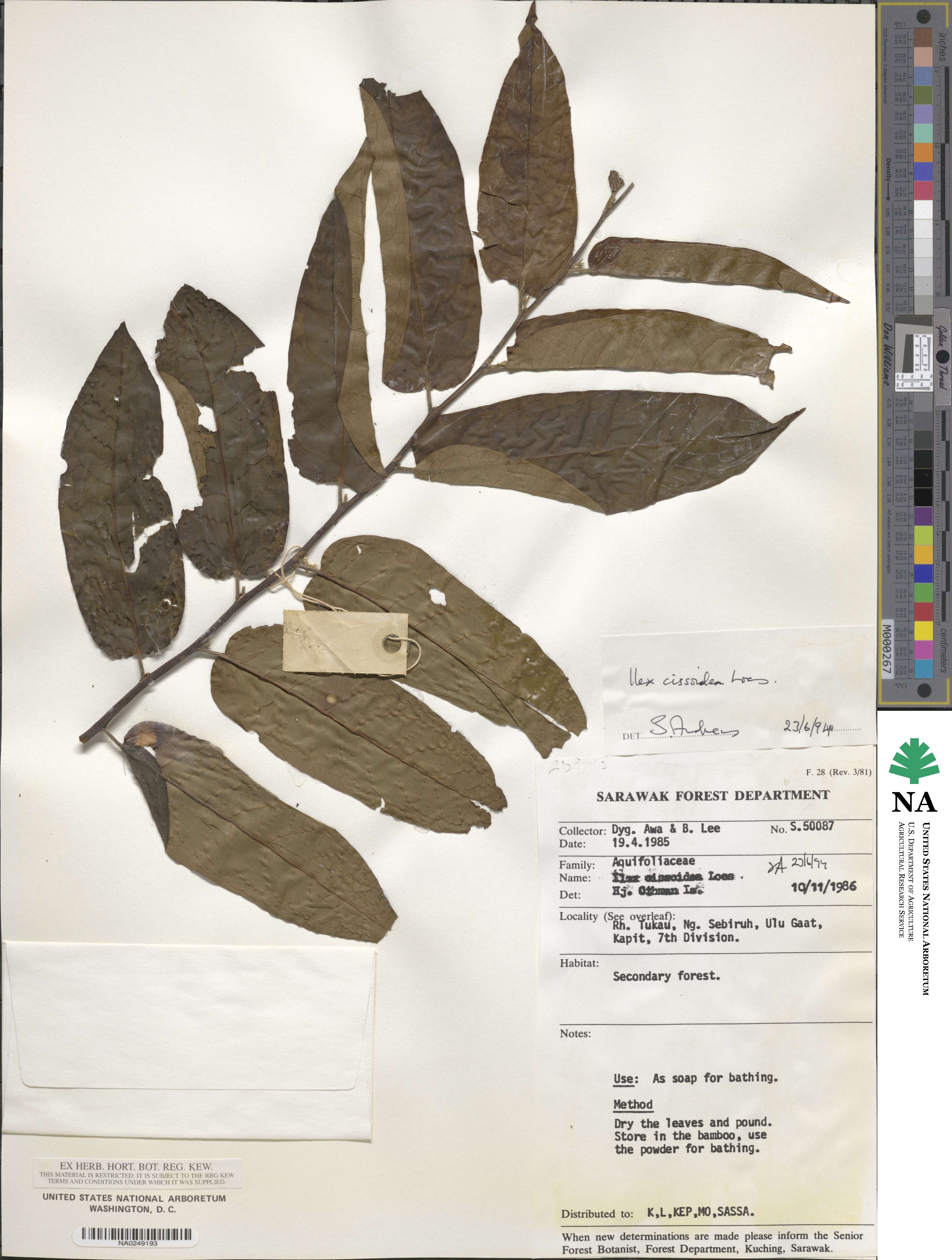 Ilex cissoidea image