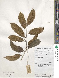 Ilex cymosa image