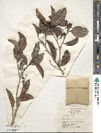 Ilex cymosa image