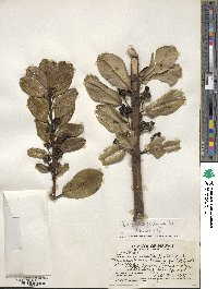 Image of Ilex anomala