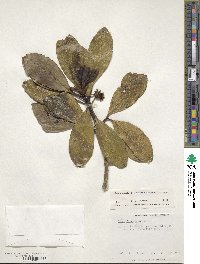 Ilex anomala image