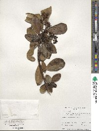 Ilex anomala image