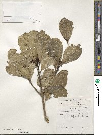 Ilex anomala image