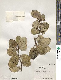 Ilex anomala image