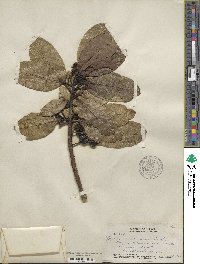 Ilex anomala image