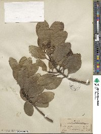 Ilex anomala image