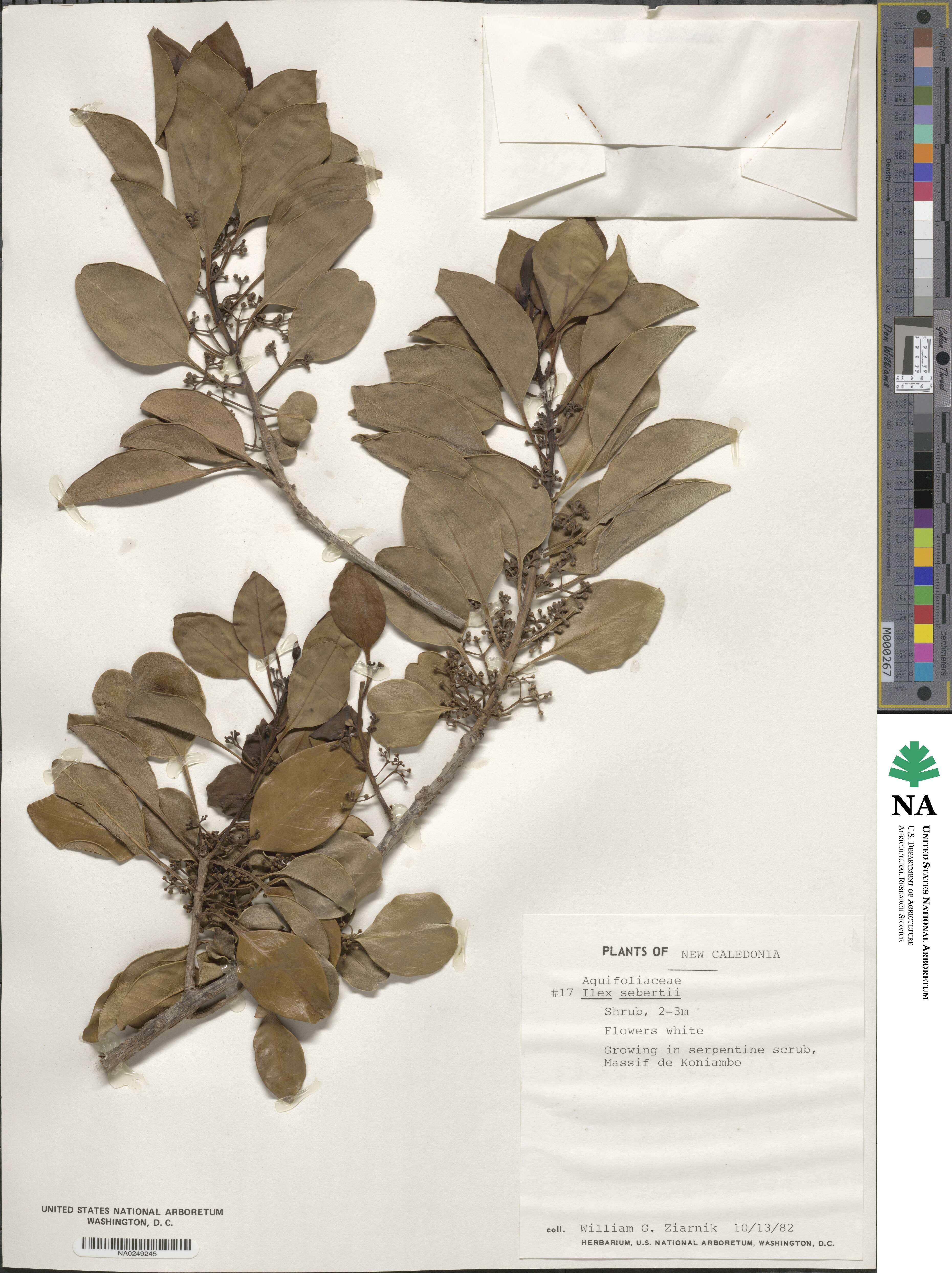 Ilex sebertii image