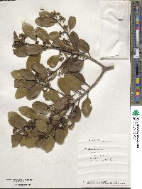 Ilex sebertii image