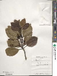 Ilex sebertii image