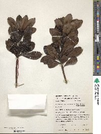 Ilex anomala image