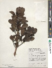 Ilex anomala image