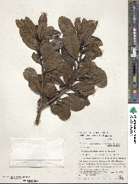 Ilex anomala image