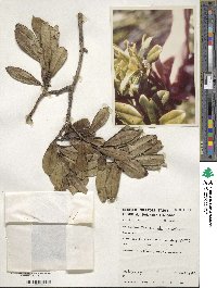 Ilex anomala image