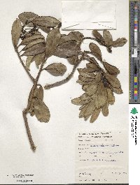 Ilex anomala image