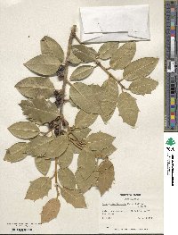 Ilex 'Eldridge' image