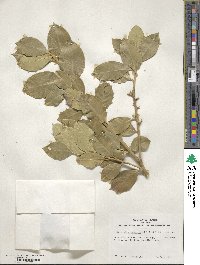 Ilex 'Eldridge' image