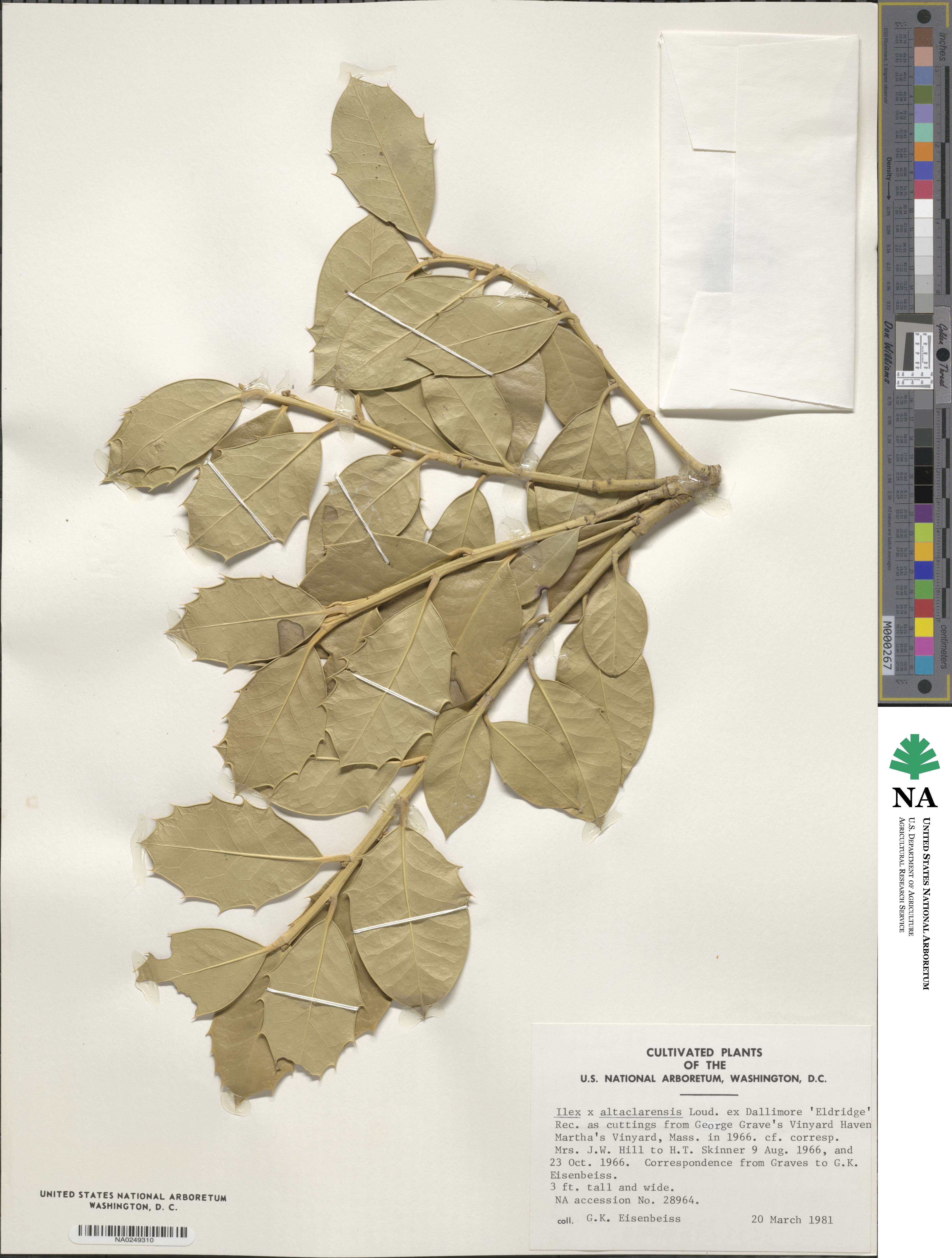 Ilex 'Eldridge' image