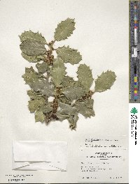 Ilex 'Eldridge' image