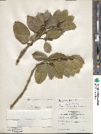 Ilex aquifolium image