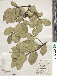 Ilex aquifolium var. hendersonii image