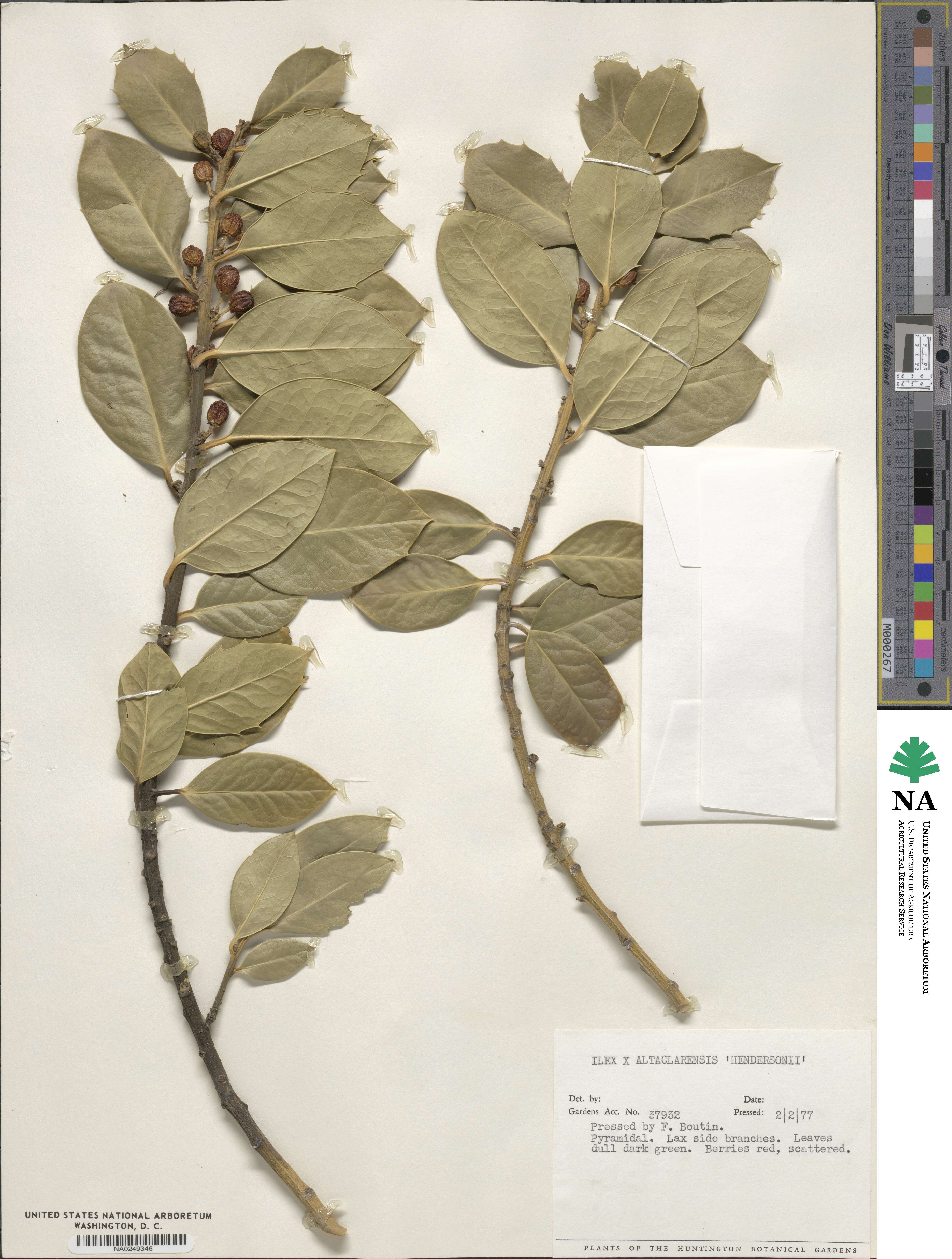 Ilex aquifolium var. hendersonii image