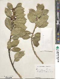 Ilex aquifolium image