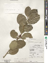 Ilex perado subsp. platyphylla image