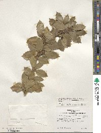 Image of Ilex camelliifolia