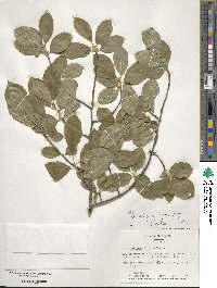 Ilex ambigua image