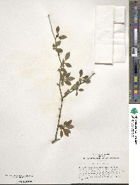 Ilex ambigua image