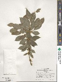 Ilex ambigua image