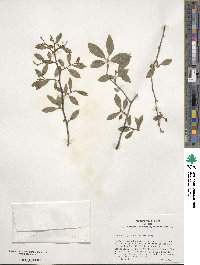 Ilex ambigua image