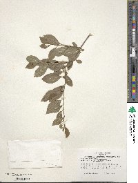 Ilex ambigua image