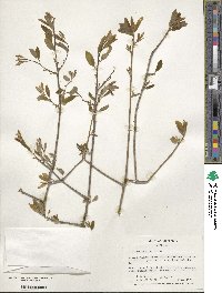 Ilex amelanchier image