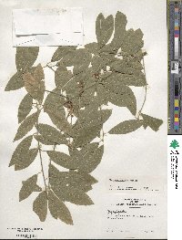 Ilex amelanchier image