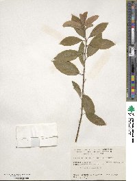 Ilex amelanchier image