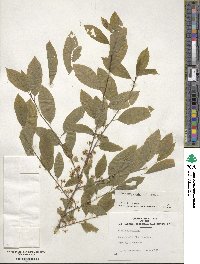 Ilex amelanchier image