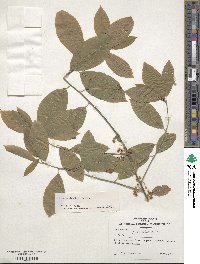 Ilex amelanchier image