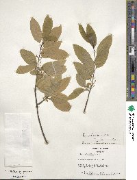 Ilex amelanchier image