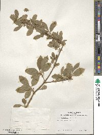 Ilex amelanchier image