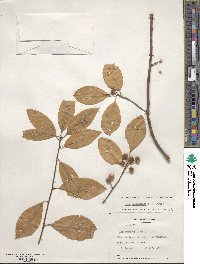 Ilex amelanchier image