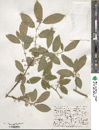 Ilex amelanchier image