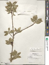 Ilex aquifolium image