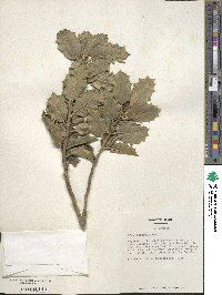 Ilex aquifolium image