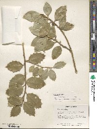 Ilex aquifolium image