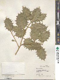 Ilex aquifolium image