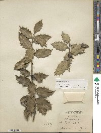 Ilex aquifolium image